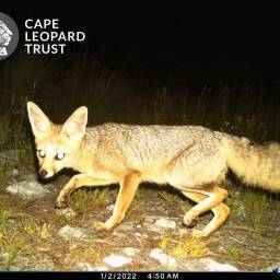 Cape fox
